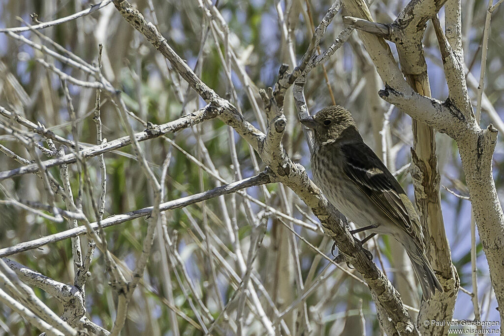 Common Rosefinch female adult