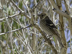 Common Rosefinch