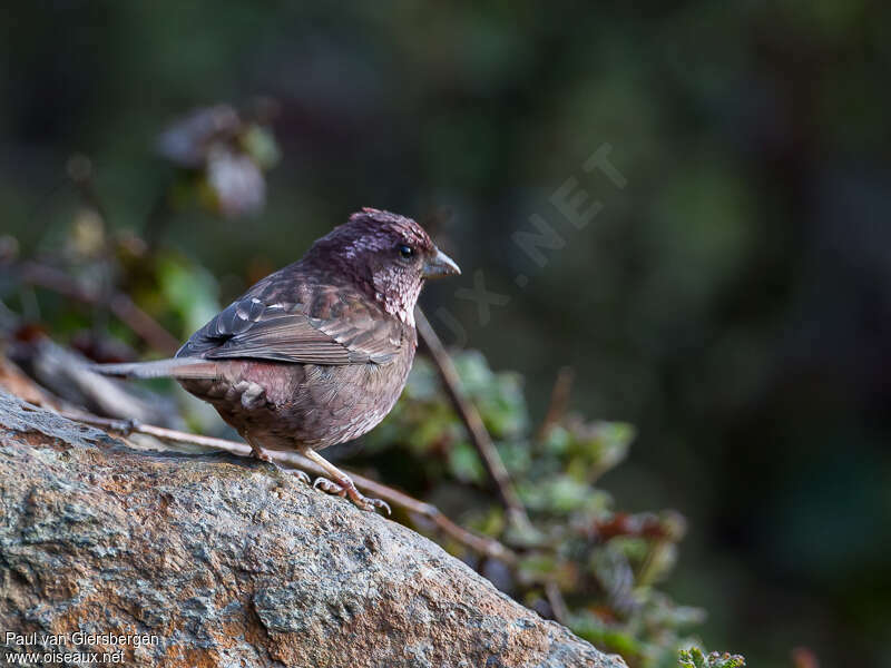 Dark-rumped Rosefinch male adult breeding, identification