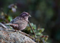 Dark-rumped Rosefinch