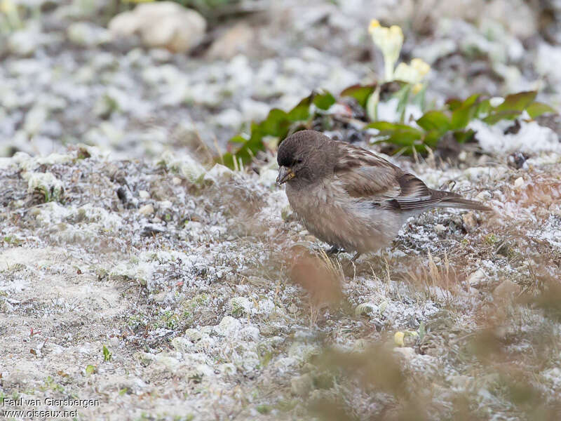 Brandt's Mountain Finchadult, identification