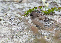 Brandt's Mountain Finch