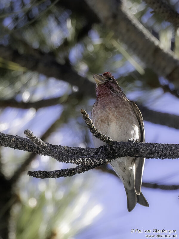 Cassin's Finch male adult