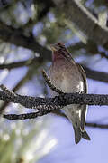 Cassin's Finch