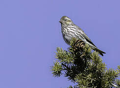 Cassin's Finch