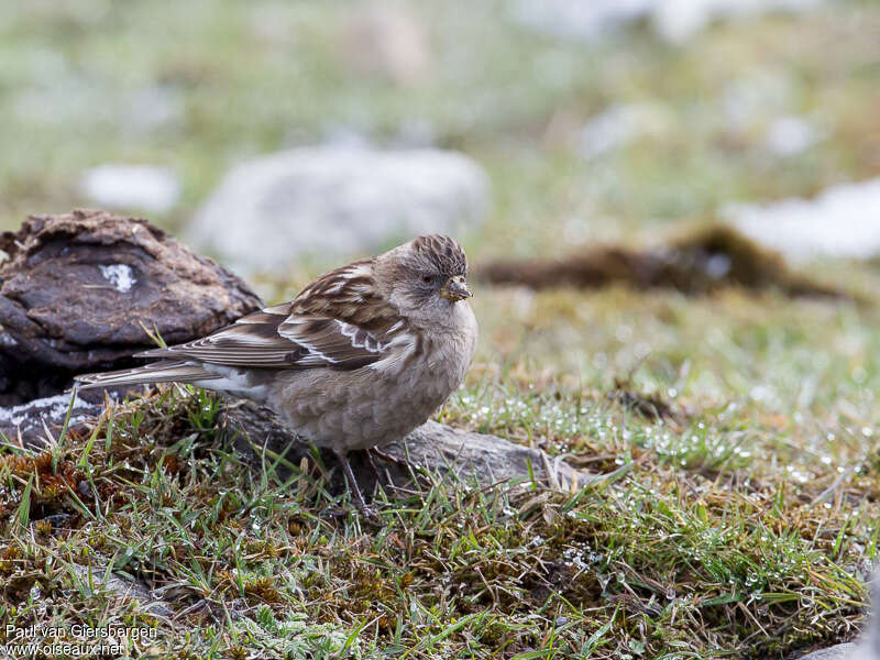 Plain Mountain Finchadult, habitat