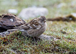 Plain Mountain Finch