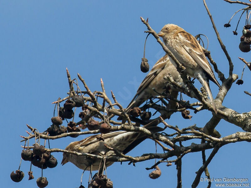 Plain Mountain Finch