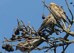 Plain Mountain Finch