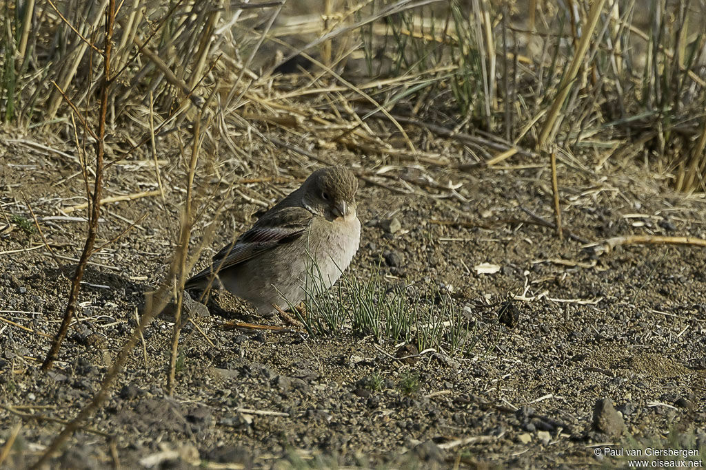 Mongolian Finchadult