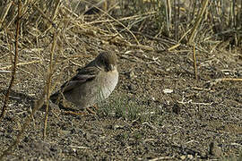 Mongolian Finch