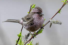 Pink-rumped Rosefinch