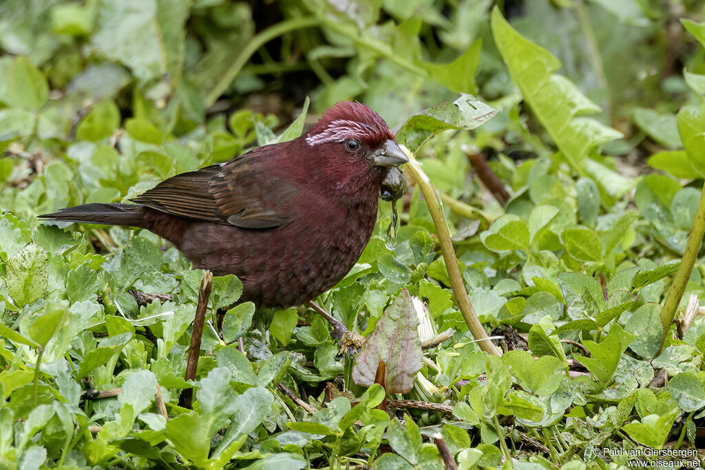 Taiwan Rosefinch male adult