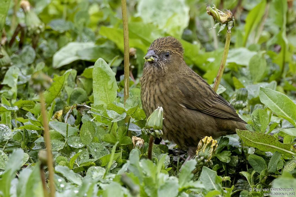 Taiwan Rosefinchadult