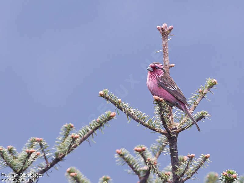 Himalayan White-browed Rosefinch male adult, habitat