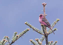 Himalayan White-browed Rosefinch