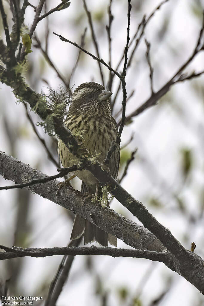 Sharpe's Rosefinch female adult