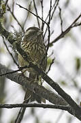 Sharpe's Rosefinch