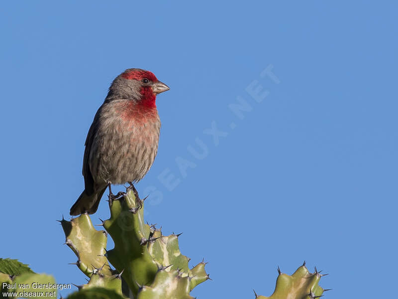 House Finch male adult breeding, habitat