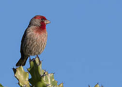 House Finch