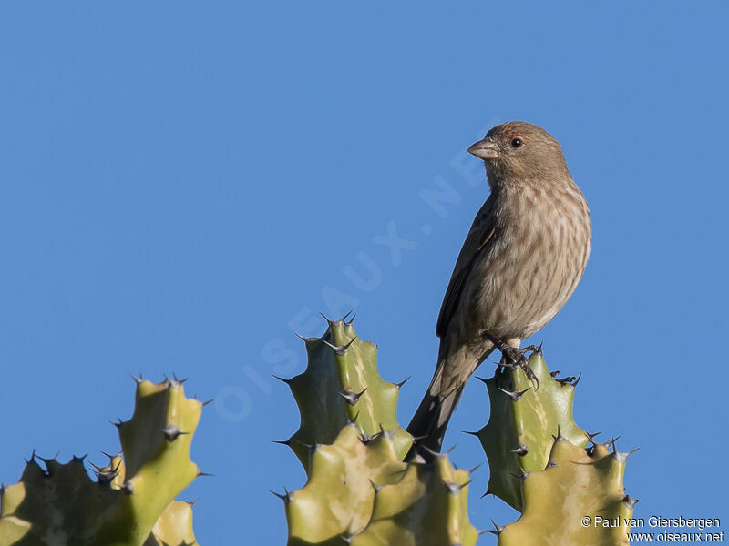 House Finch