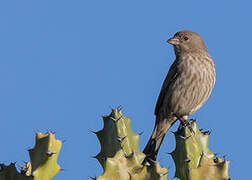 House Finch