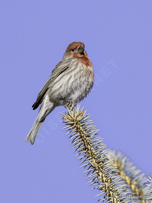 House Finch male adult