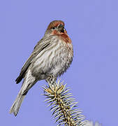 House Finch