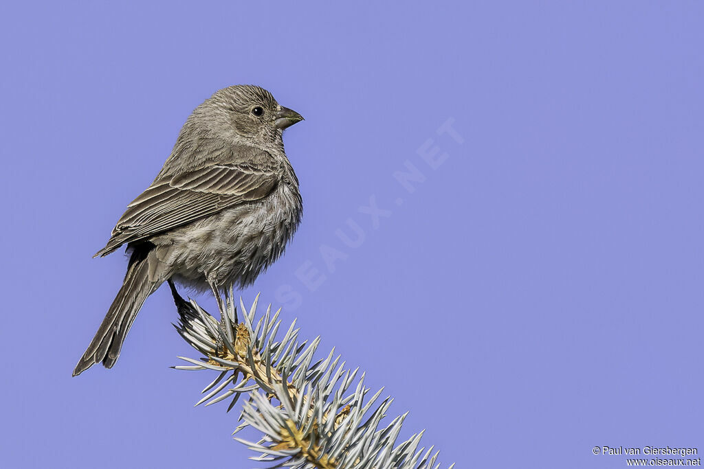 House Finch female adult