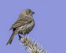 House Finch