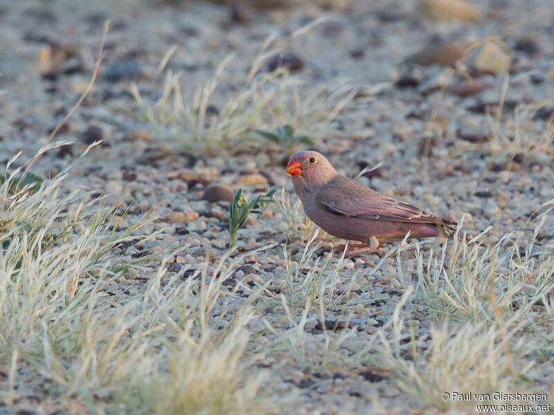 Trumpeter Finch