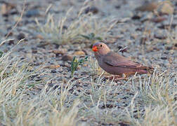 Trumpeter Finch