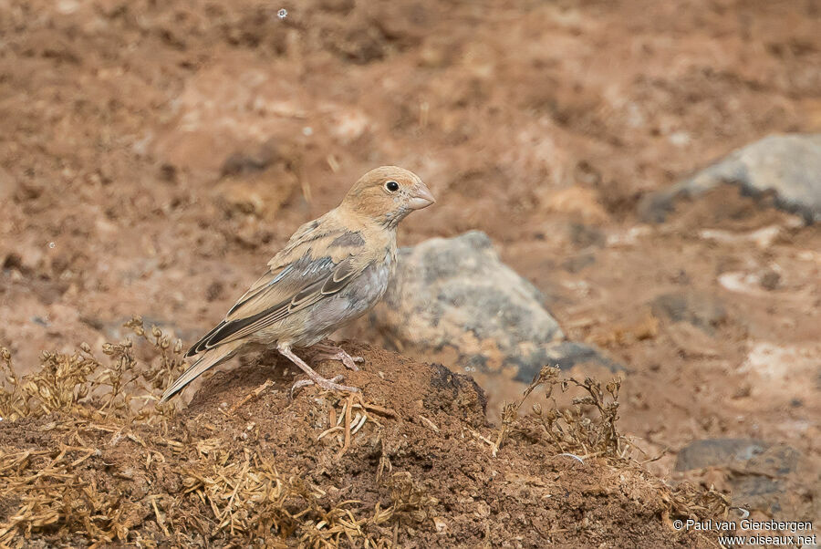 Trumpeter Finch