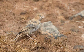 Trumpeter Finch