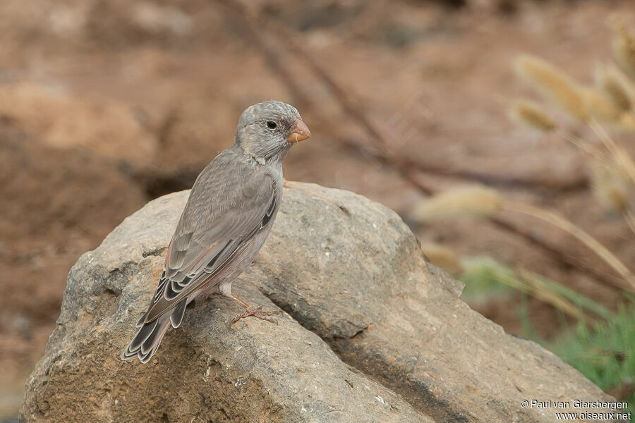 Trumpeter Finchadult