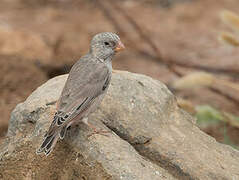 Trumpeter Finch