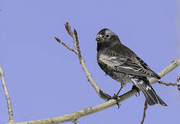 Black Rosy Finch