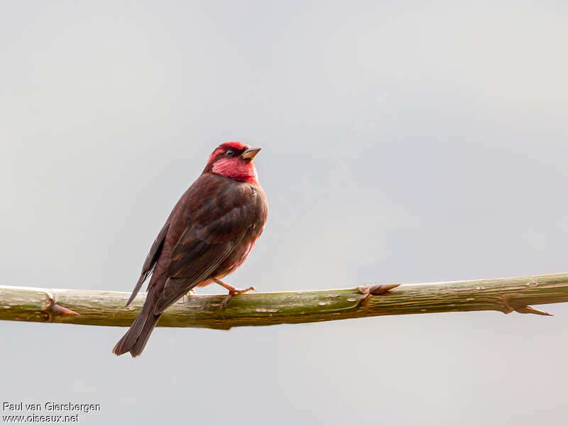 Dark-breasted Rosefinch male adult, identification