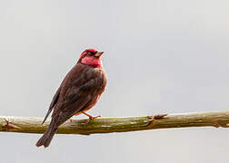 Dark-breasted Rosefinch