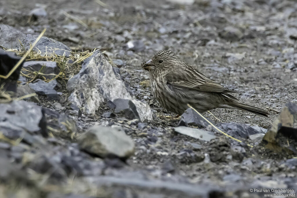 Himalayan Beautiful Rosefinch female adult