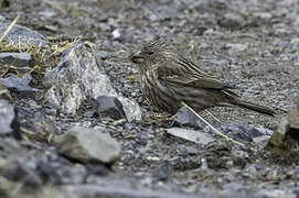 Himalayan Beautiful Rosefinch