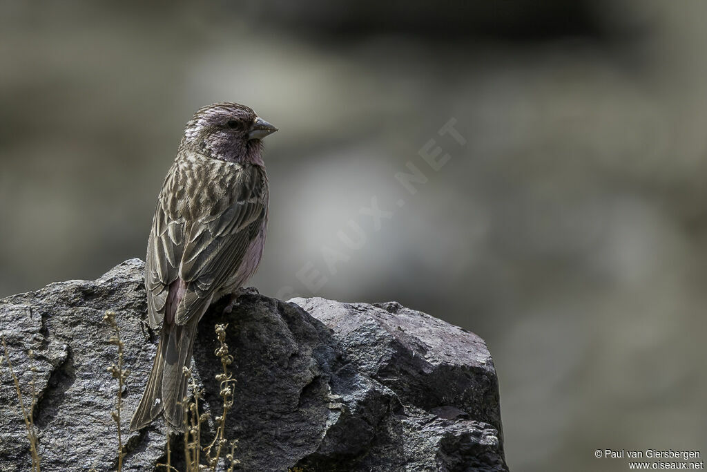 Himalayan Beautiful Rosefinch male adult