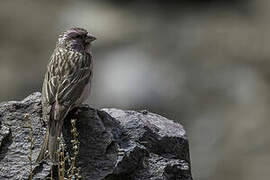 Himalayan Beautiful Rosefinch