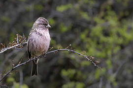 Himalayan Beautiful Rosefinch