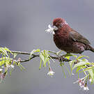 Roselin vineux