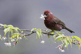Vinaceous Rosefinch