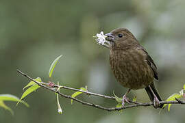 Vinaceous Rosefinch