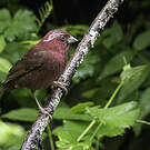 Roselin vineux
