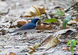 Siberian Blue Robin