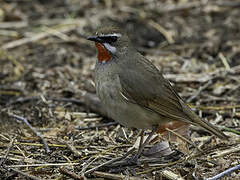 Siberian Rubythroat